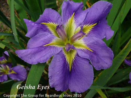 Geisha Eyes (1)
